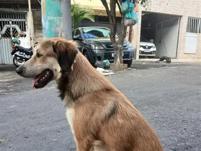 Cachorro raça SRD-ViraLata idade 1 ano nome chico
