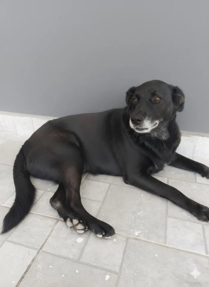 Cachorro raça SRD-ViraLata idade 6 ou mais anos nome Neguinha