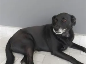 Cachorro raça SRD-ViraLata idade 6 ou mais anos nome Neguinha