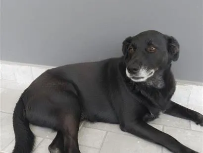 Cachorro raça SRD-ViraLata idade 6 ou mais anos nome Neguinha