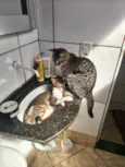 tigrinho e rajado