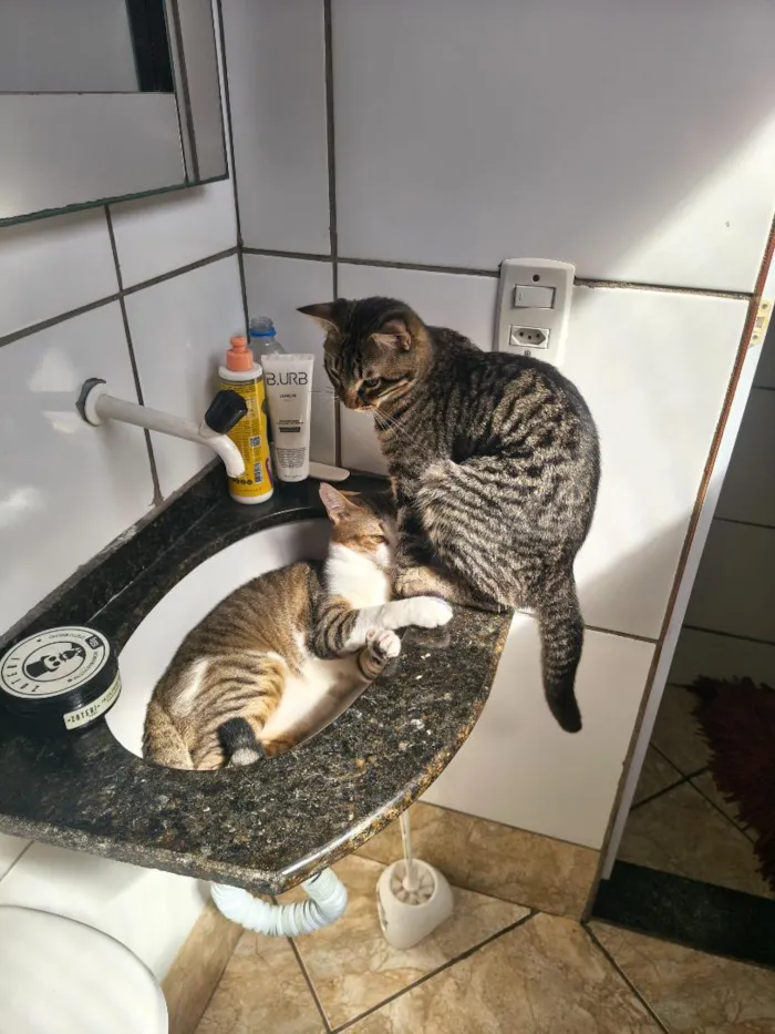 Gato raça SRD-ViraLata idade 1 ano nome tigrinho e rajado