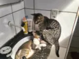 tigrinho e rajado
