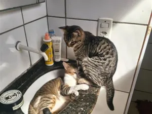 Gato raça SRD-ViraLata idade 1 ano nome tigrinho e rajado