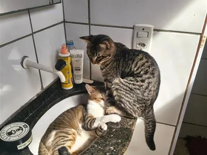 Gato raça SRD-ViraLata idade 1 ano nome tigrinho e rajado