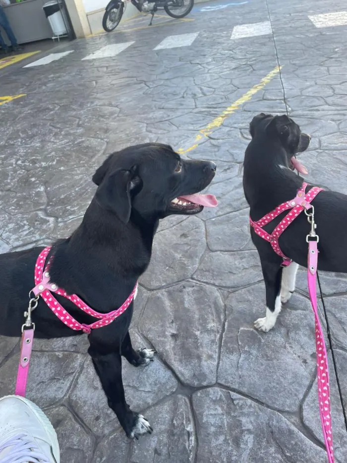 Cachorro raça SRD-ViraLata idade 1 ano nome null