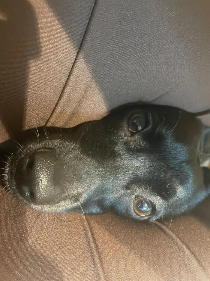 Cachorro raça SRD-ViraLata idade 1 ano nome null