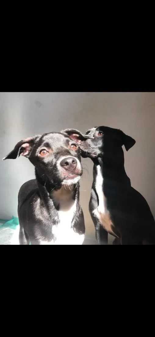 Cachorro raça SRD-ViraLata idade 1 ano nome null
