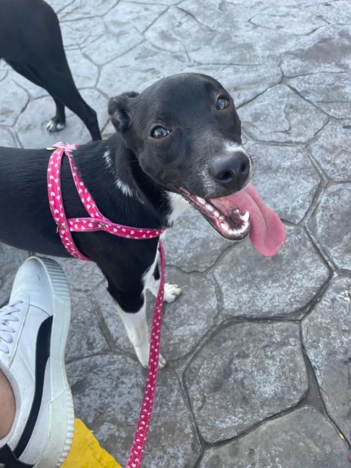 Cachorro raça SRD-ViraLata idade 1 ano nome null