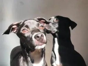 Cachorro raça SRD-ViraLata idade 1 ano nome null