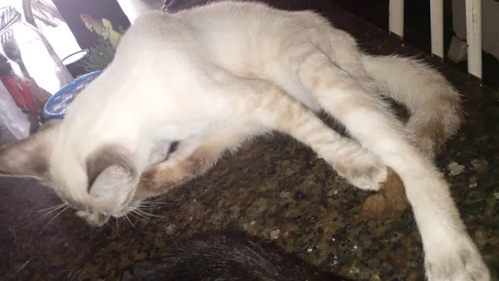 Gato raça SRD-ViraLata idade 2 a 6 meses nome Floquinho