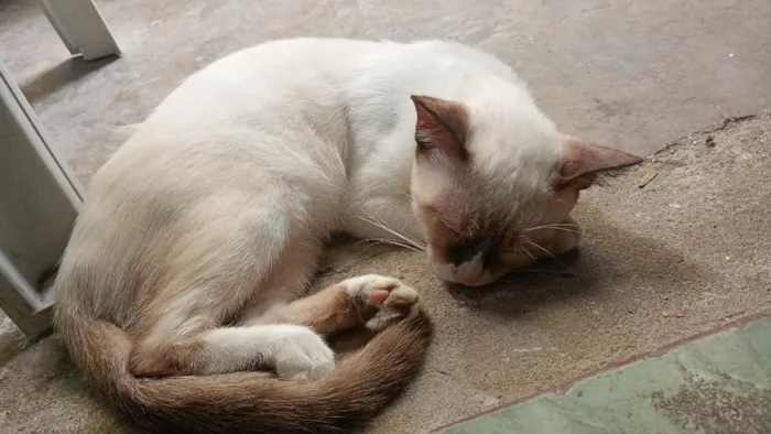 Gato raça SRD-ViraLata idade 2 a 6 meses nome Pitutinha