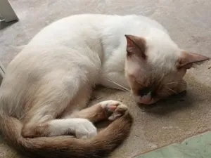 Gato raça SRD-ViraLata idade 2 a 6 meses nome Pitutinha