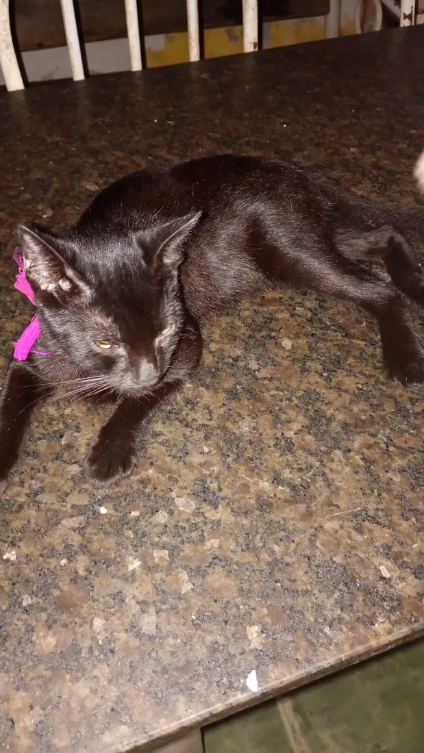 Gato raça SRD-ViraLata idade 2 a 6 meses nome Salem