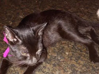 Gato raça SRD-ViraLata idade 2 a 6 meses nome Salem
