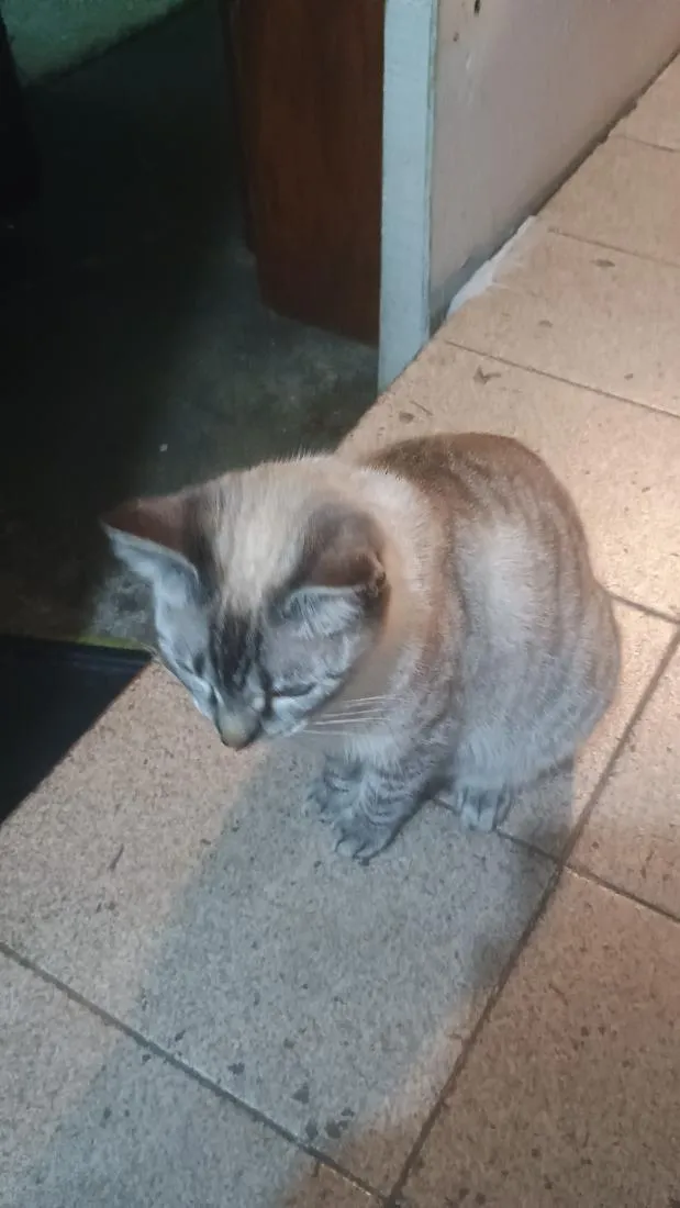 Gato raça SRD-ViraLata idade 1 ano nome Mege