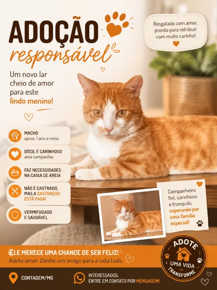 Gato raça SRD-ViraLata idade 1 ano nome Momô