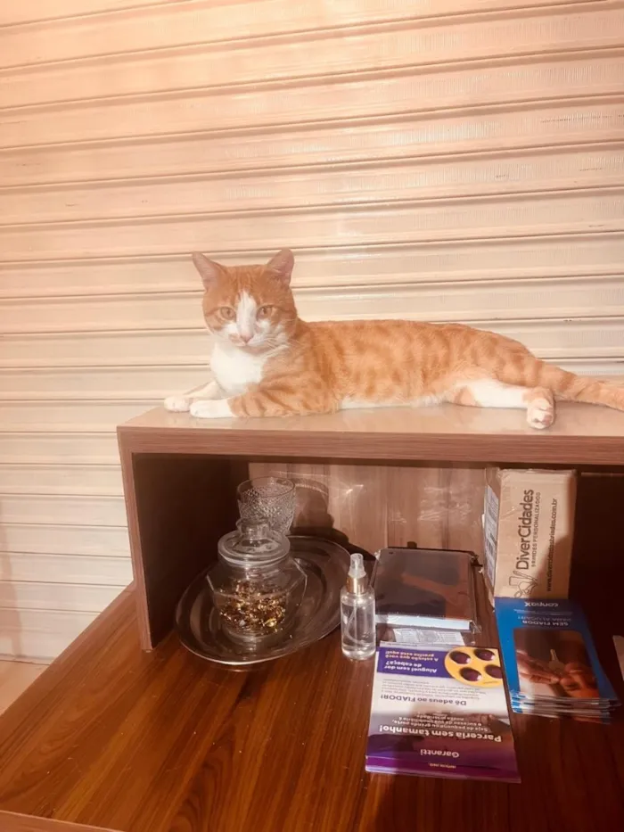 Gato raça SRD-ViraLata idade 1 ano nome Momô