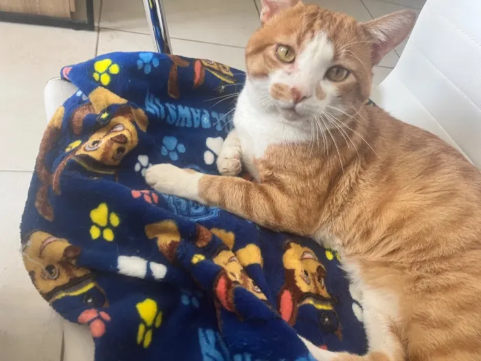 Gato raça SRD-ViraLata idade 1 ano nome Momô