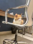 Momô