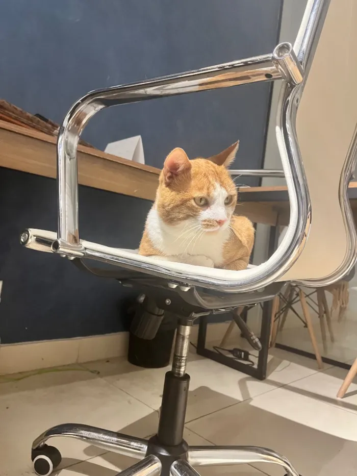 Gato raça SRD-ViraLata idade 1 ano nome Momô