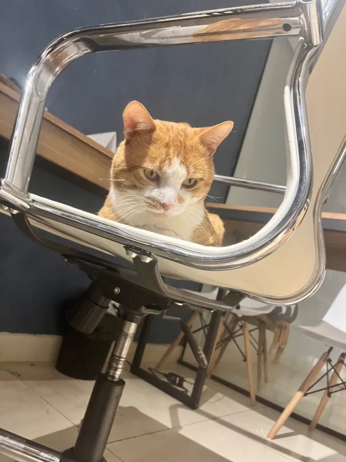 Gato raça SRD-ViraLata idade 1 ano nome Momô