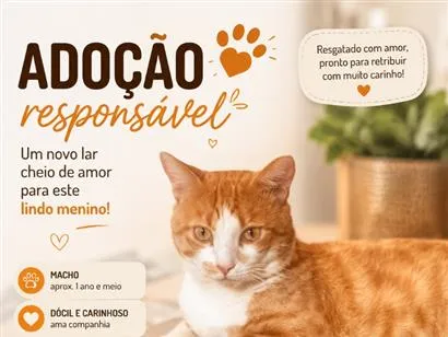 Gato raça SRD-ViraLata idade 1 ano nome Momô