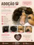 Amora, Lua, Bela 