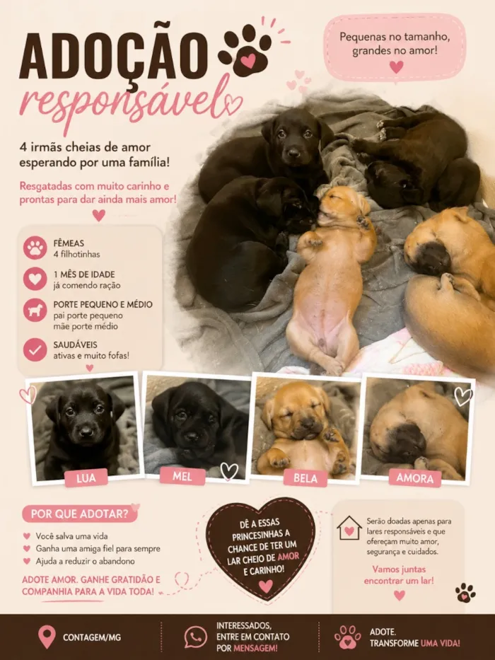 Cachorro raça SRD-ViraLata idade Abaixo de 2 meses nome Amora, Lua, Bela 