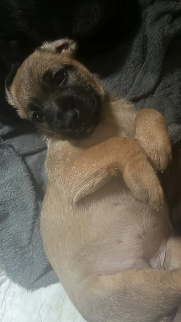 Cachorro raça SRD-ViraLata idade Abaixo de 2 meses nome Amora, Lua, Bela 