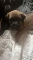 Amora, Lua, Bela 