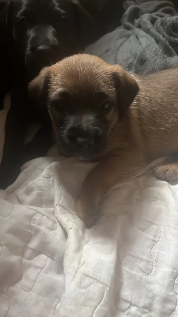 Cachorro raça SRD-ViraLata idade Abaixo de 2 meses nome Amora, Lua, Bela 