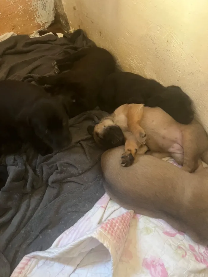 Cachorro raça SRD-ViraLata idade Abaixo de 2 meses nome Amora, Lua, Bela 