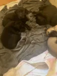 Amora, Lua, Bela 