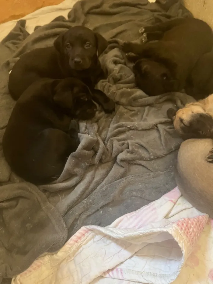 Cachorro raça SRD-ViraLata idade Abaixo de 2 meses nome Amora, Lua, Bela 