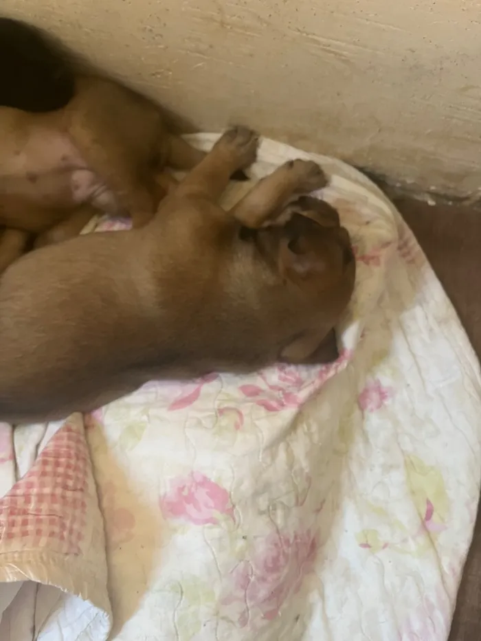 Cachorro raça SRD-ViraLata idade Abaixo de 2 meses nome Amora, Lua, Bela 