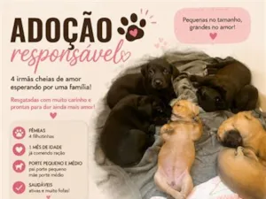 Cachorro raça SRD-ViraLata idade Abaixo de 2 meses nome Amora, Lua, Bela 