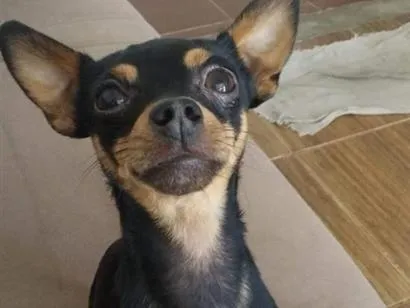 Cachorro raça Pinscher idade 6 ou mais anos nome Little
