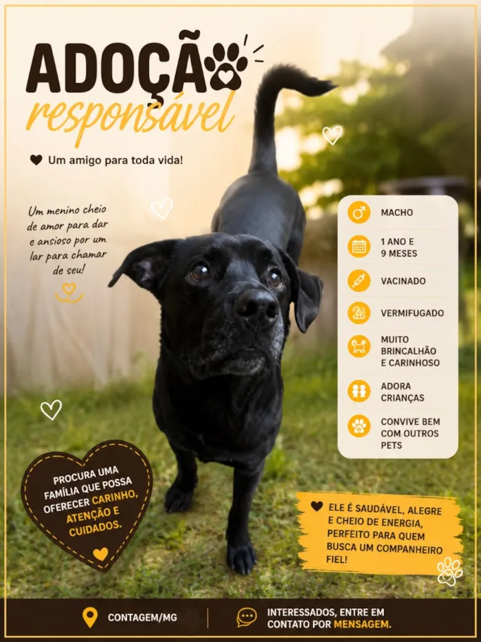 Cachorro raça SRD-ViraLata idade 1 ano nome Tuco