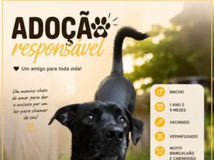 Cachorro raça SRD-ViraLata idade 1 ano nome Tuco