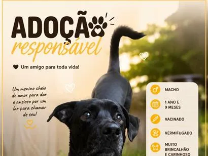 Cachorro raça SRD-ViraLata idade 1 ano nome Tuco