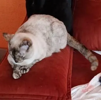 Gato raça SRD-ViraLata idade 4 anos nome Nina