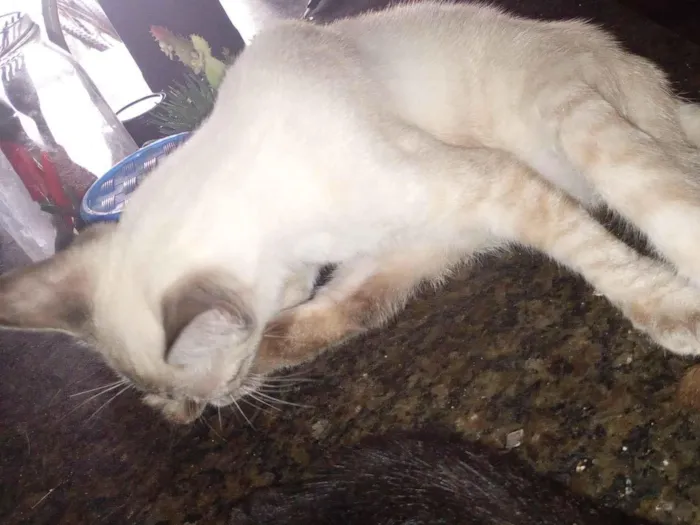 Gato raça SRD-ViraLata idade 2 a 6 meses nome Floquinho