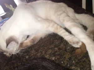 Gato raça SRD-ViraLata idade 2 a 6 meses nome Floquinho