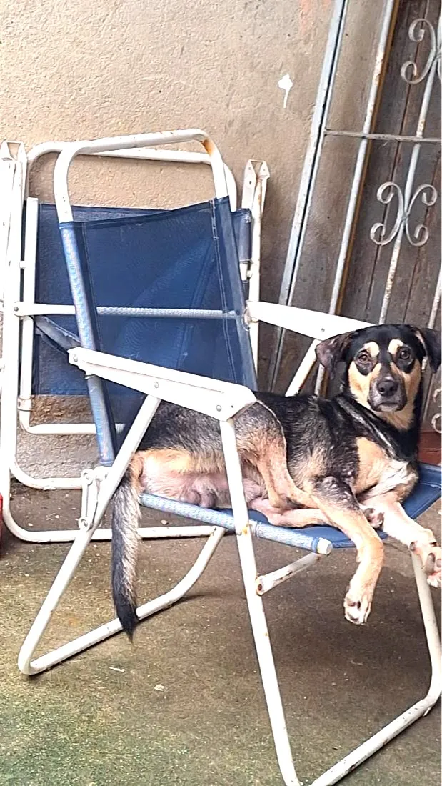 Cachorro raça SRD-ViraLata idade 7 a 11 meses nome TOBE