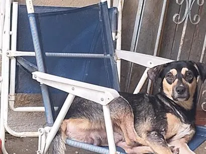 Cachorro raça SRD-ViraLata idade 7 a 11 meses nome TOBE