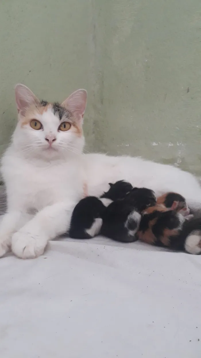 Gato raça Sphynx idade 1 ano nome Mel