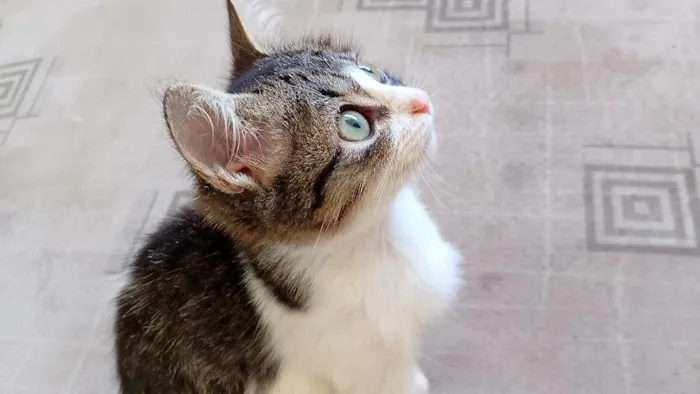 Gato raça SRD-ViraLata idade 2 a 6 meses nome Bibi