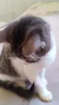 Bibi