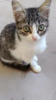 Bibi